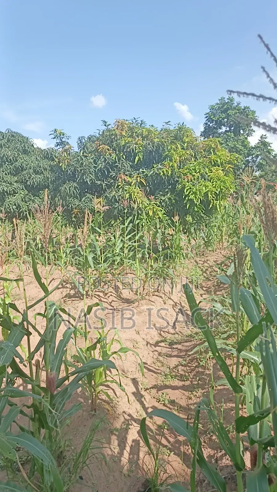 Plot for Sale Mwanza Busweru