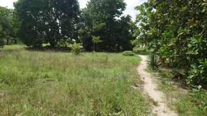 Kiwanja Kinauzwa Kidomole