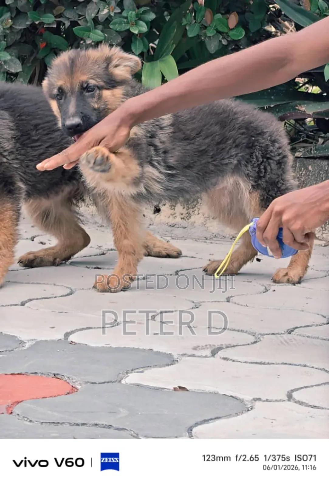 3-6 months Female Purebred German Shepherd