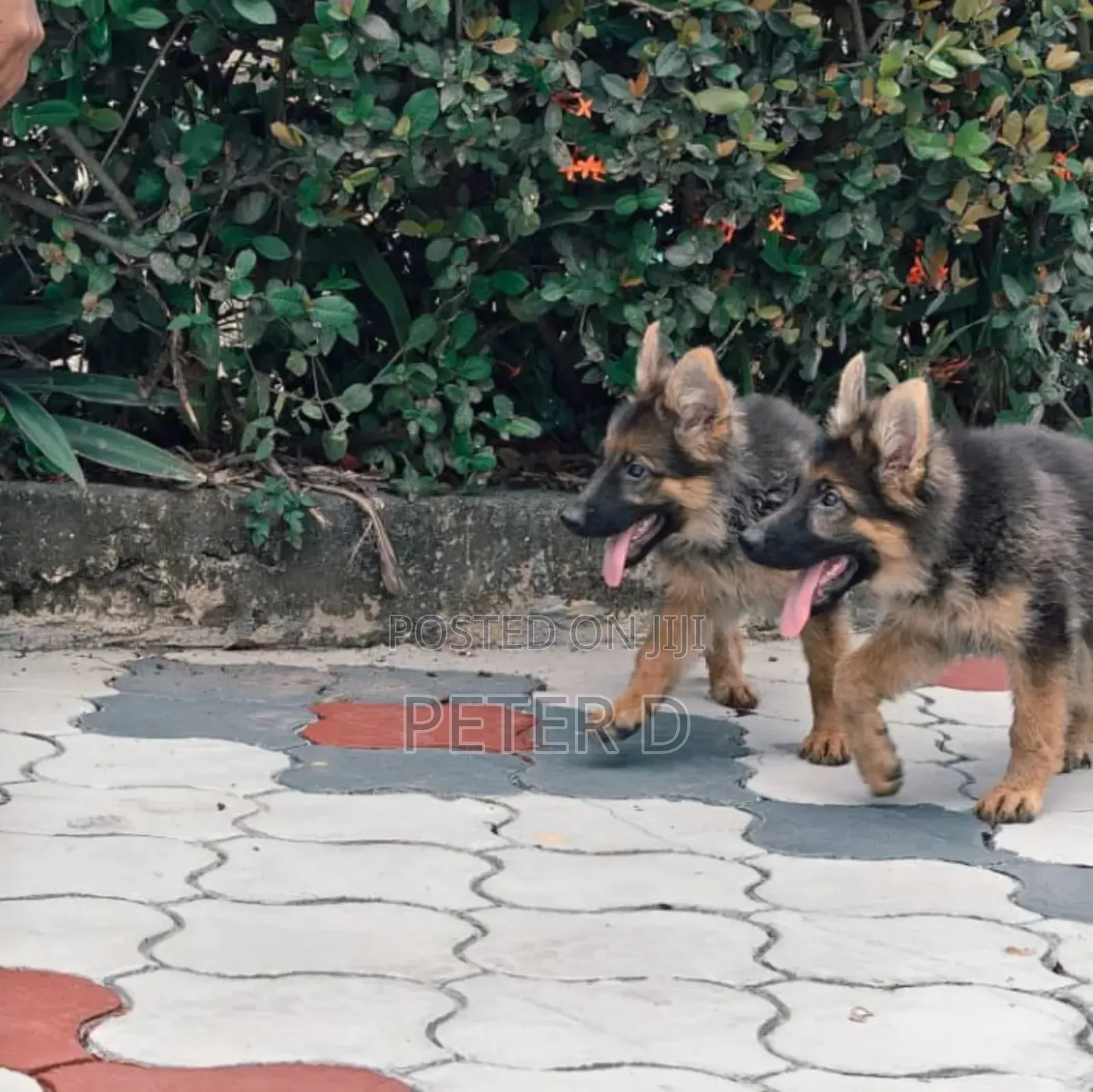 3-6 months Female Purebred German Shepherd