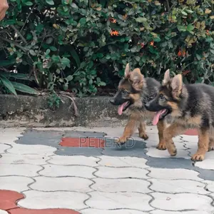 3-6 months Female Purebred German Shepherd