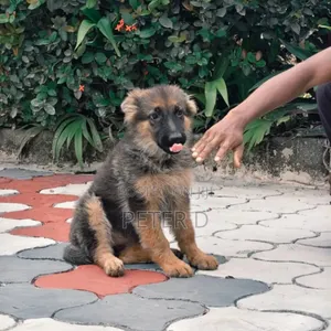 3-6 months Female Purebred German Shepherd