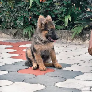3-6 months Female Purebred German Shepherd