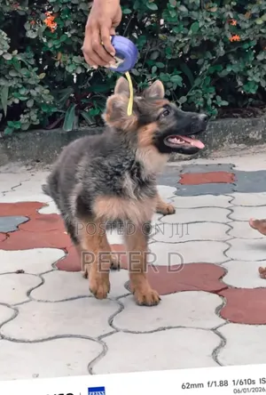 3-6 months Female Purebred German Shepherd