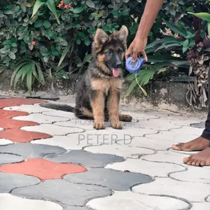 3-6 months Female Purebred German Shepherd