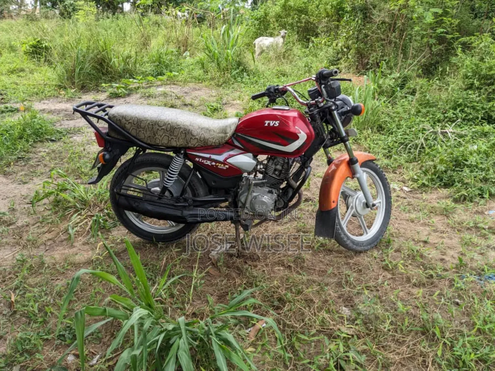 TVS HLX 125 2025 Red