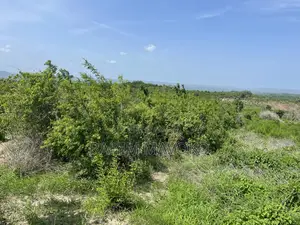 Shamba Linauzwa Kiwangwa