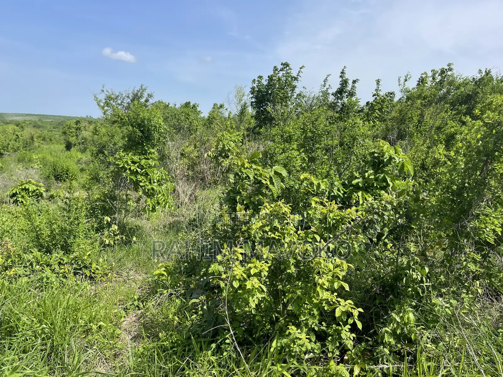 Shamba Linauzwa Kiwangwa