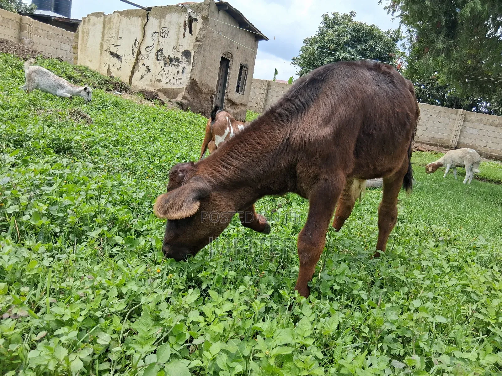 Ng'ombe Dume Wa Kisasa