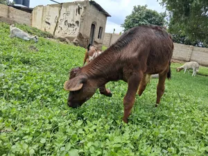 Ng'ombe Dume Wa Kisasa