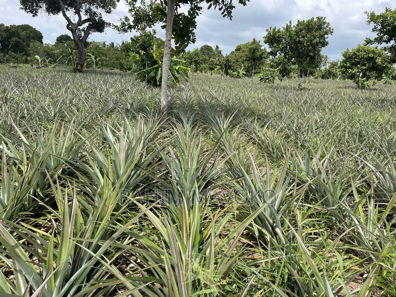 Shamba La Nanasi Linauzwa Bagamoyo