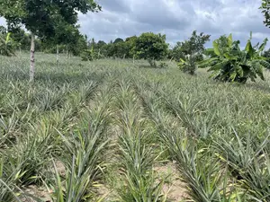 Shamba La Nanasi Linauzwa Bagamoyo