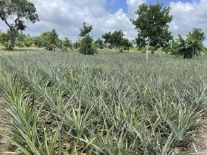 Shamba La Nanasi Linauzwa Bagamoyo
