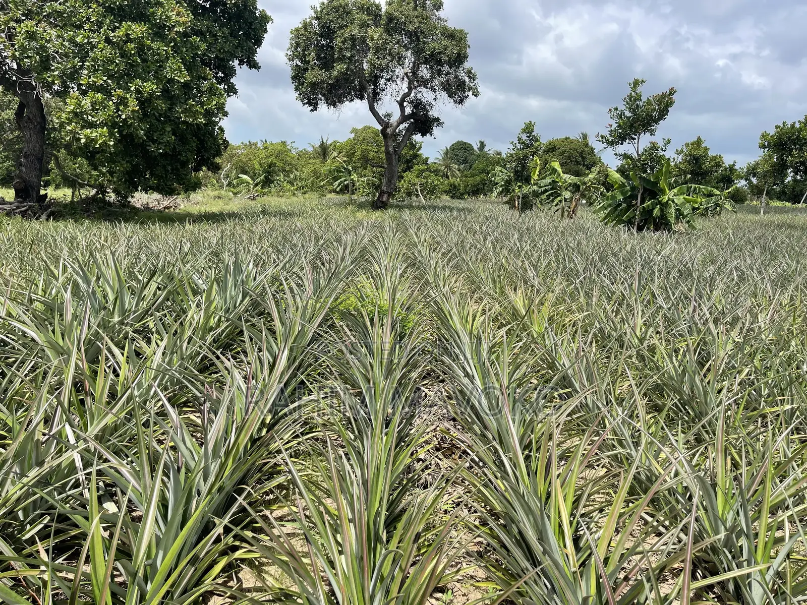 Shamba La Nanasi Linauzwa Bagamoyo