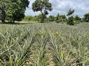 Shamba La Nanasi Linauzwa Bagamoyo