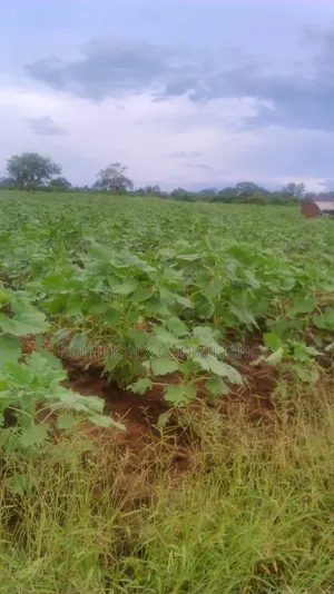 Farm for Sale at Morogoro
