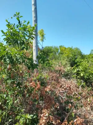 Second Beach Plot for Sale at Zanzibar