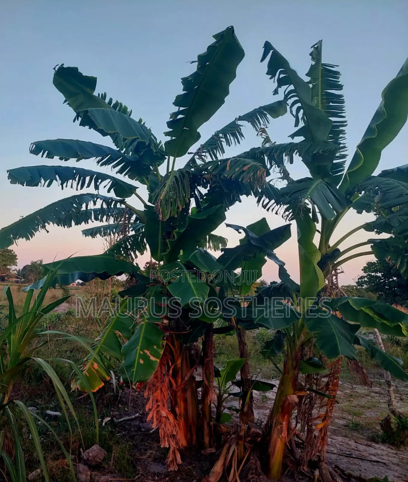 2 Acre's for Sale TSH 100 Mil. At Kigamboni Mwasonga, Dar Es Salaam