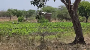Viwanja Bora Kikwe Arusha