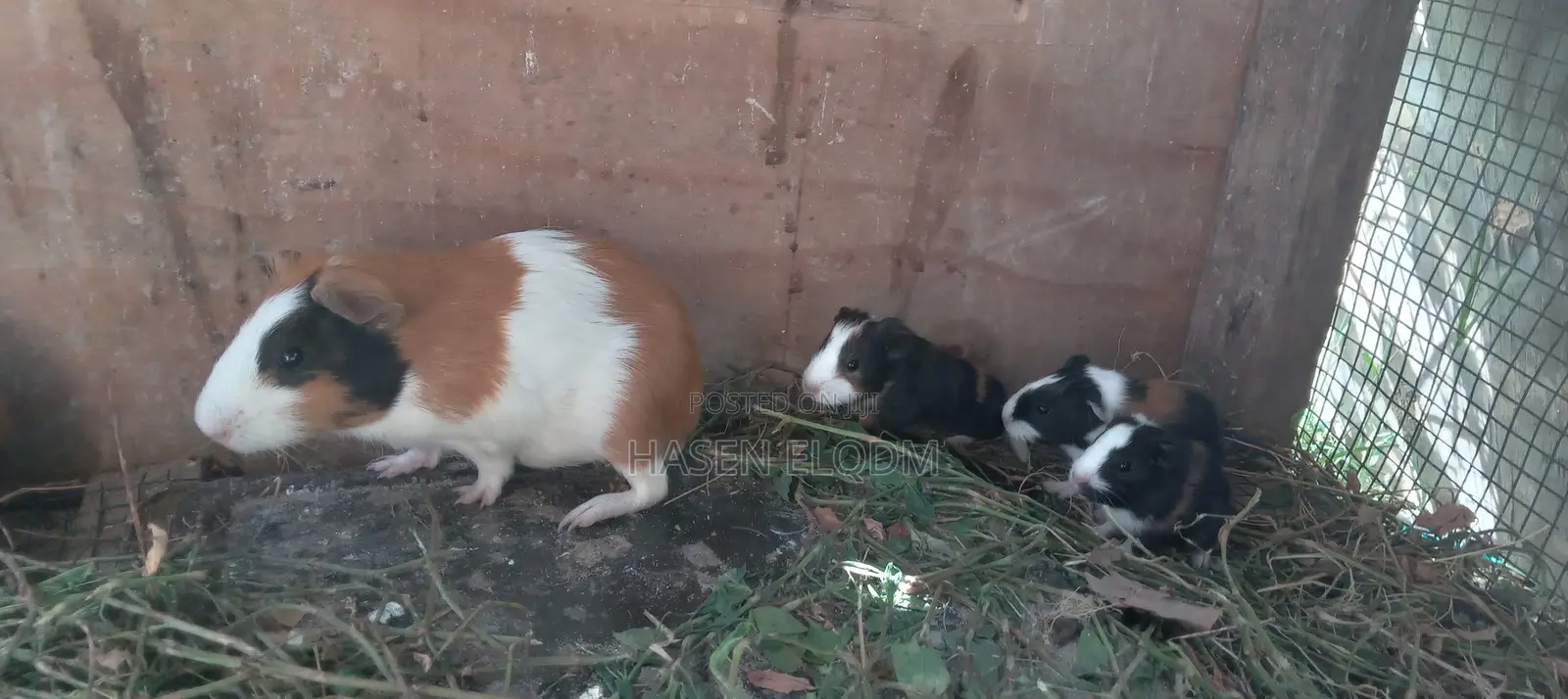 Guineapigs/Simbilisi(Guineapig Kittens)