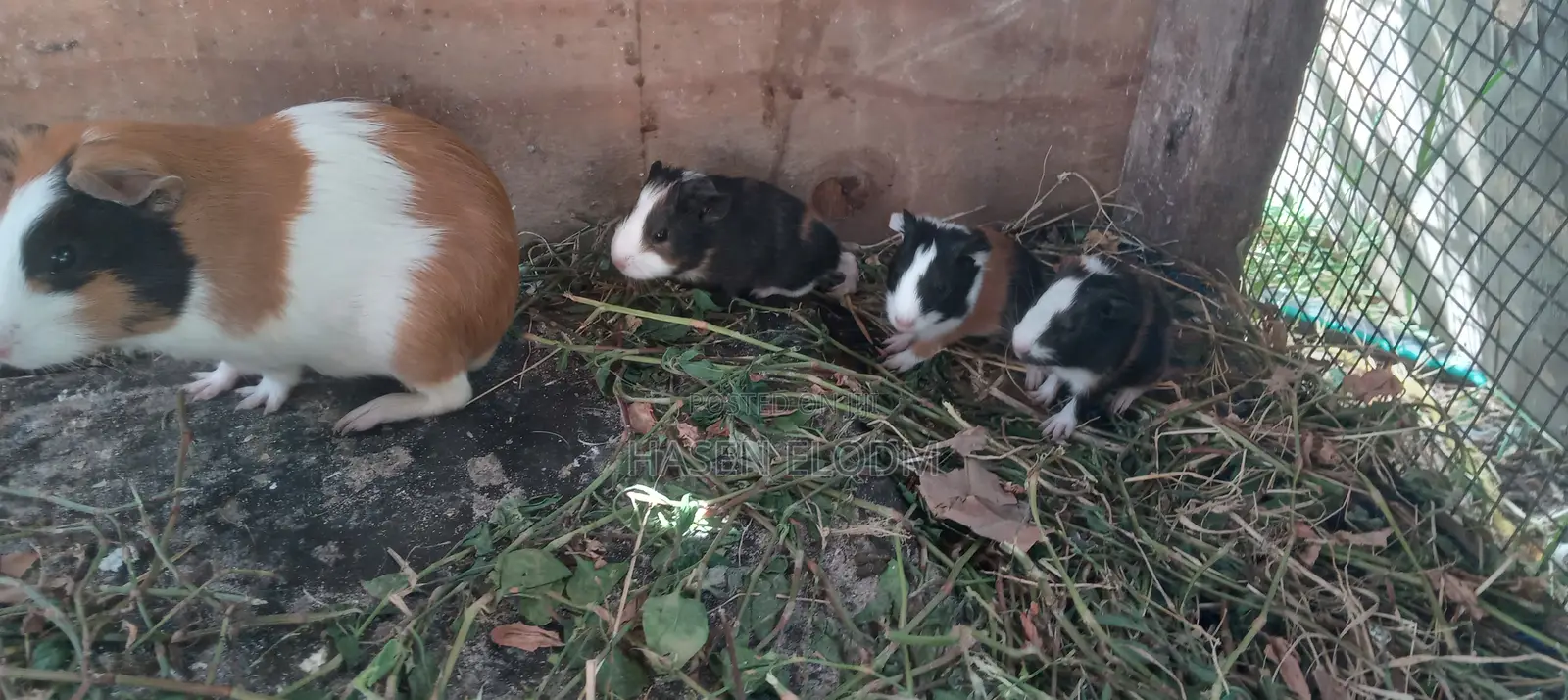 Guineapigs/Simbilisi(Guineapig Kittens)