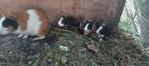 Guineapigs/Simbilisi(Guineapig Kittens)
