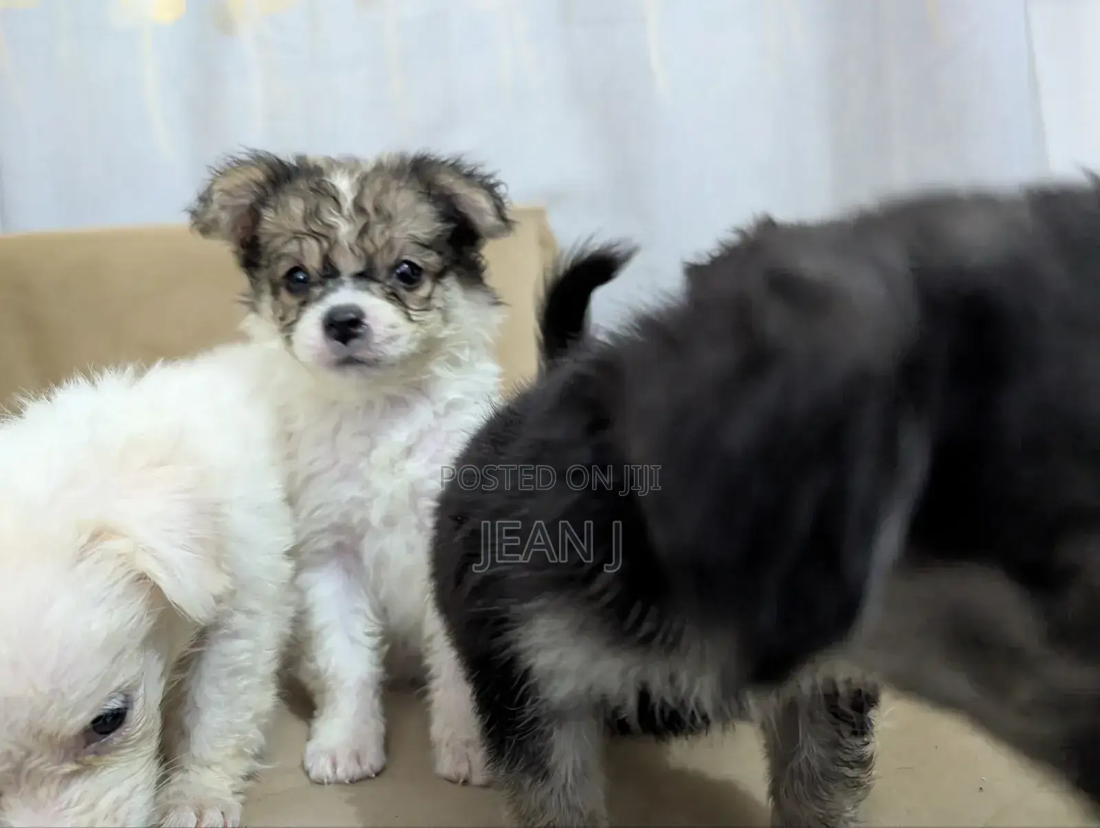 1-3 months Female Purebred American Eskimo