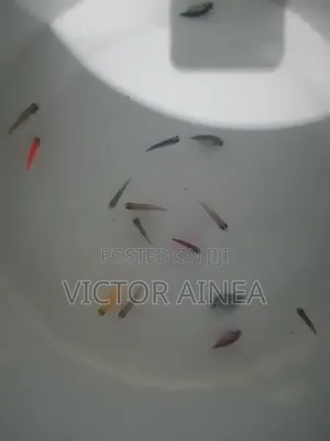 Pet Fish Available