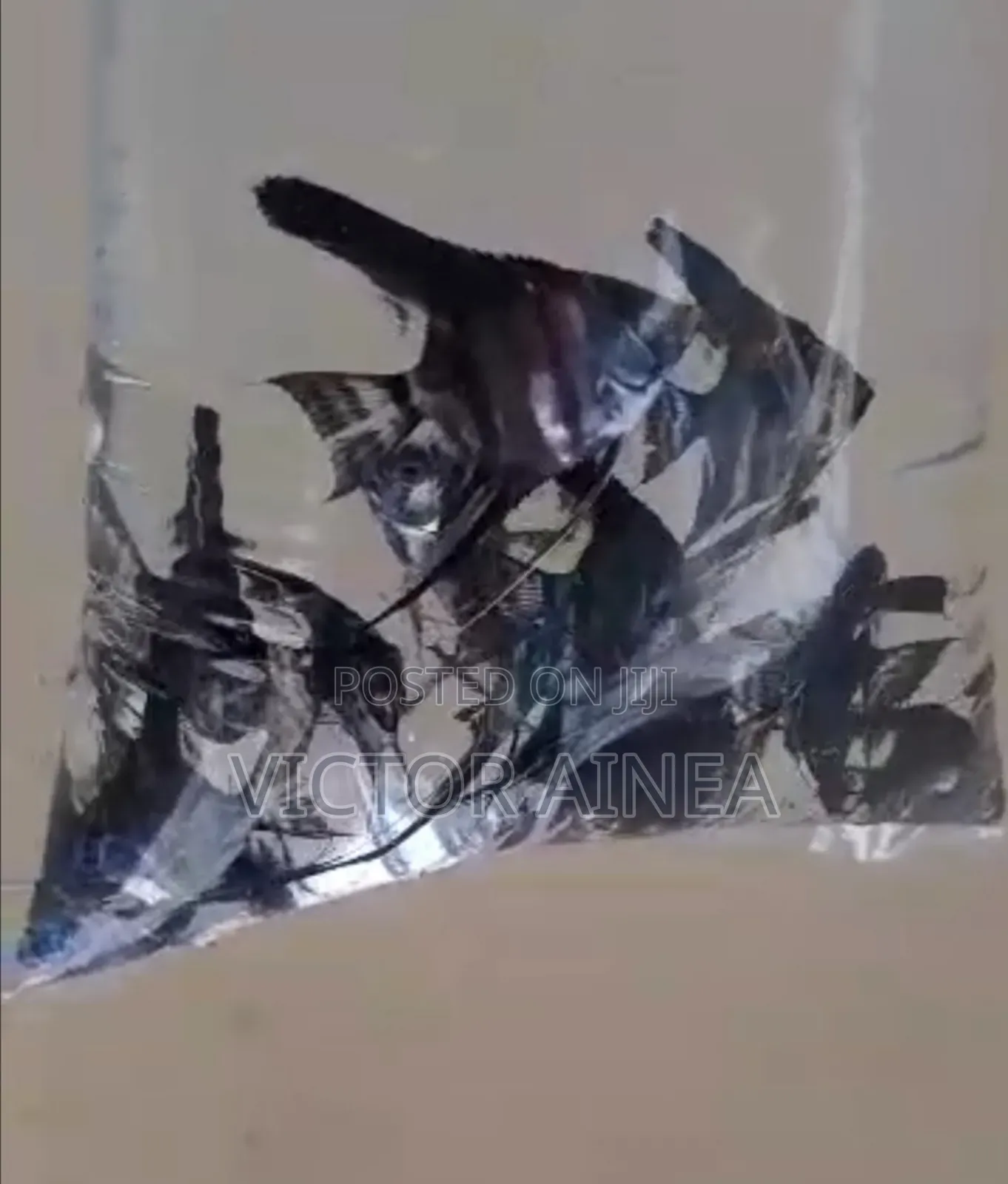 Pet Fish and Aquariums