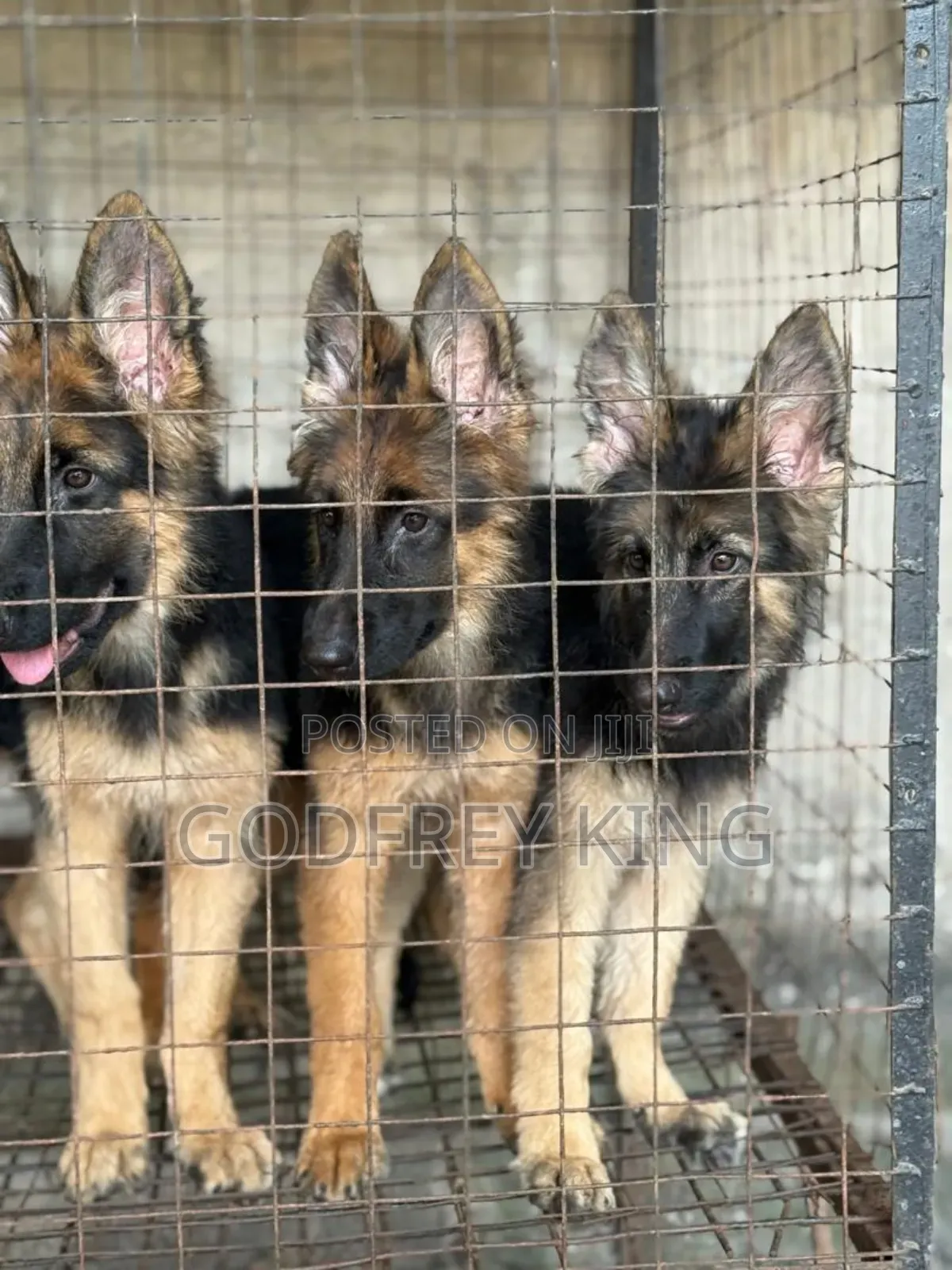 3-6 months Female Purebred German Shepherd