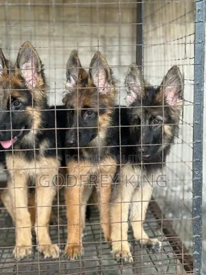 3-6 months Female Purebred German Shepherd