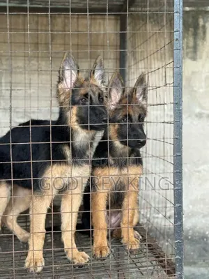 3-6 months Female Purebred German Shepherd