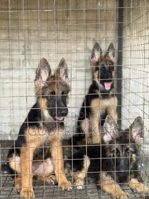 3-6 months Female Purebred German Shepherd