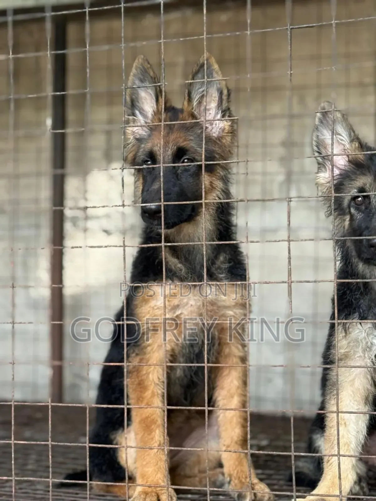 3-6 months Female Purebred German Shepherd