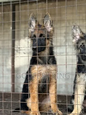 3-6 months Female Purebred German Shepherd