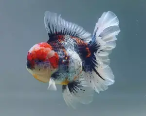 Fish Decoeation