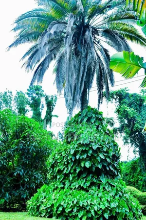 Plot for Sale at Njiro Arusha