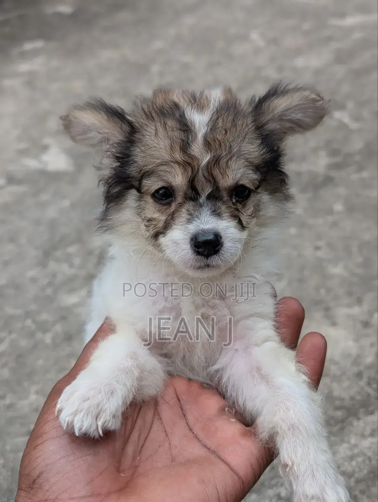 1-3 months Female Purebred American Eskimo
