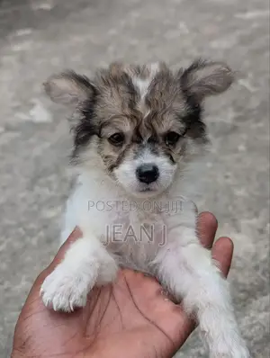 1-3 months Female Purebred American Eskimo