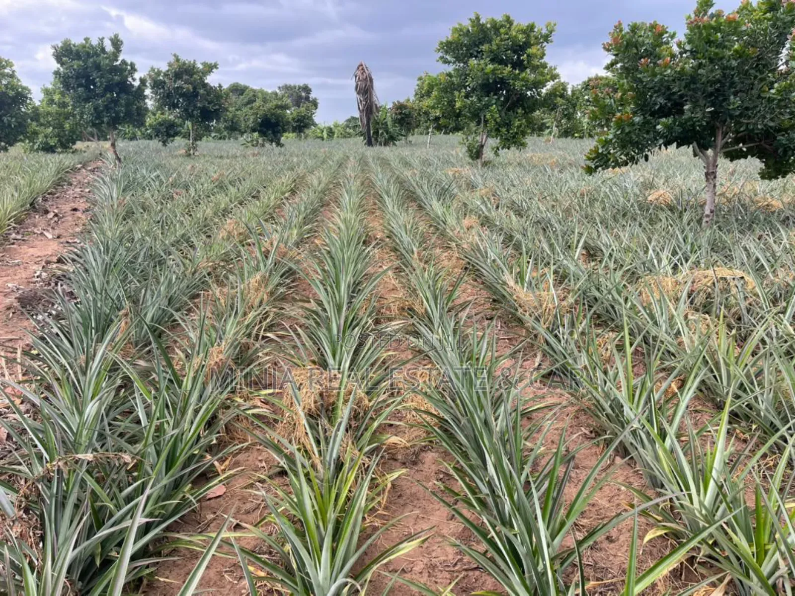 Shamba La Mananasi Linauzwa Heka 5 Kiwangwa