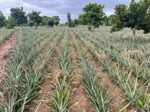 Shamba La Mananasi Linauzwa Heka 5 Kiwangwa