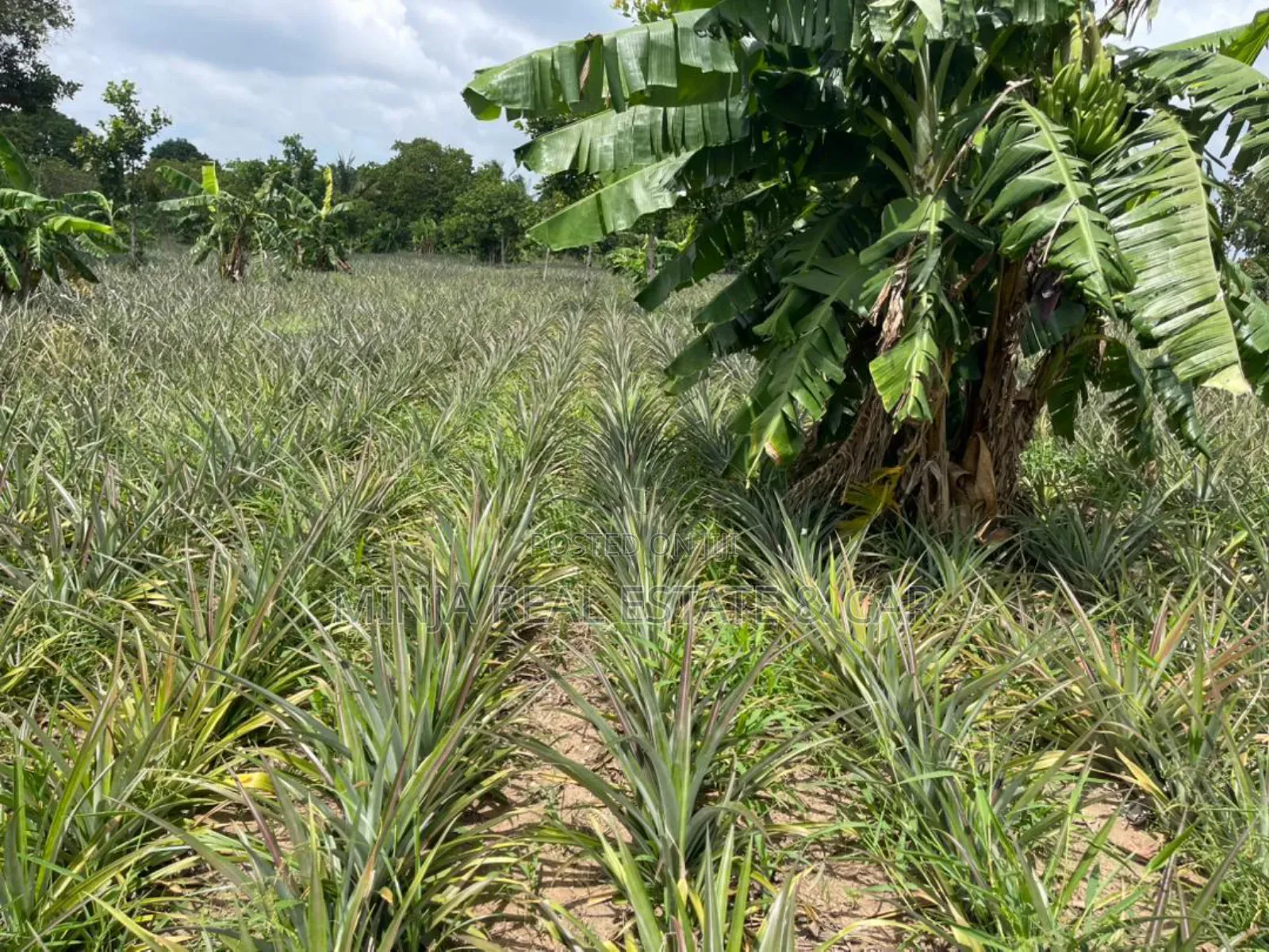 Shamba La Mananasi Linauzwa Heka 5 Kiwangwa