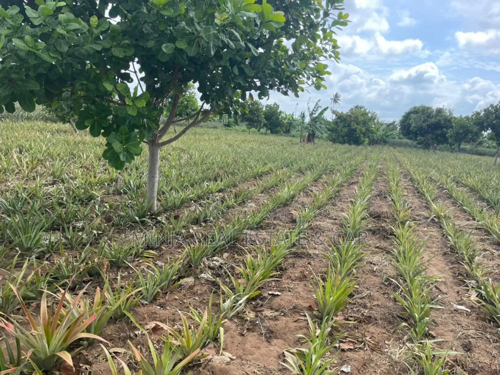 Shamba La Mananasi Linauzwa Heka 5 Kiwangwa