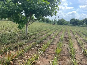 Shamba La Mananasi Linauzwa Heka 5 Kiwangwa