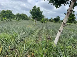 Shamba La Mananasi Linauzwa Heka 5 Kiwangwa