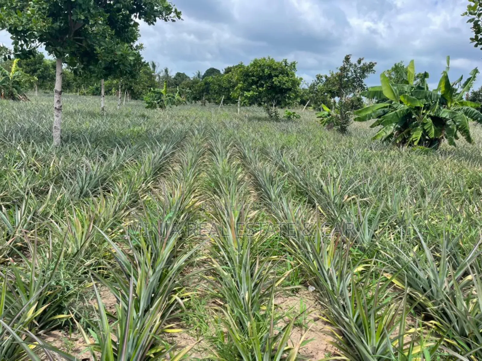 Shamba La Mananasi Linauzwa Heka 5 Kiwangwa