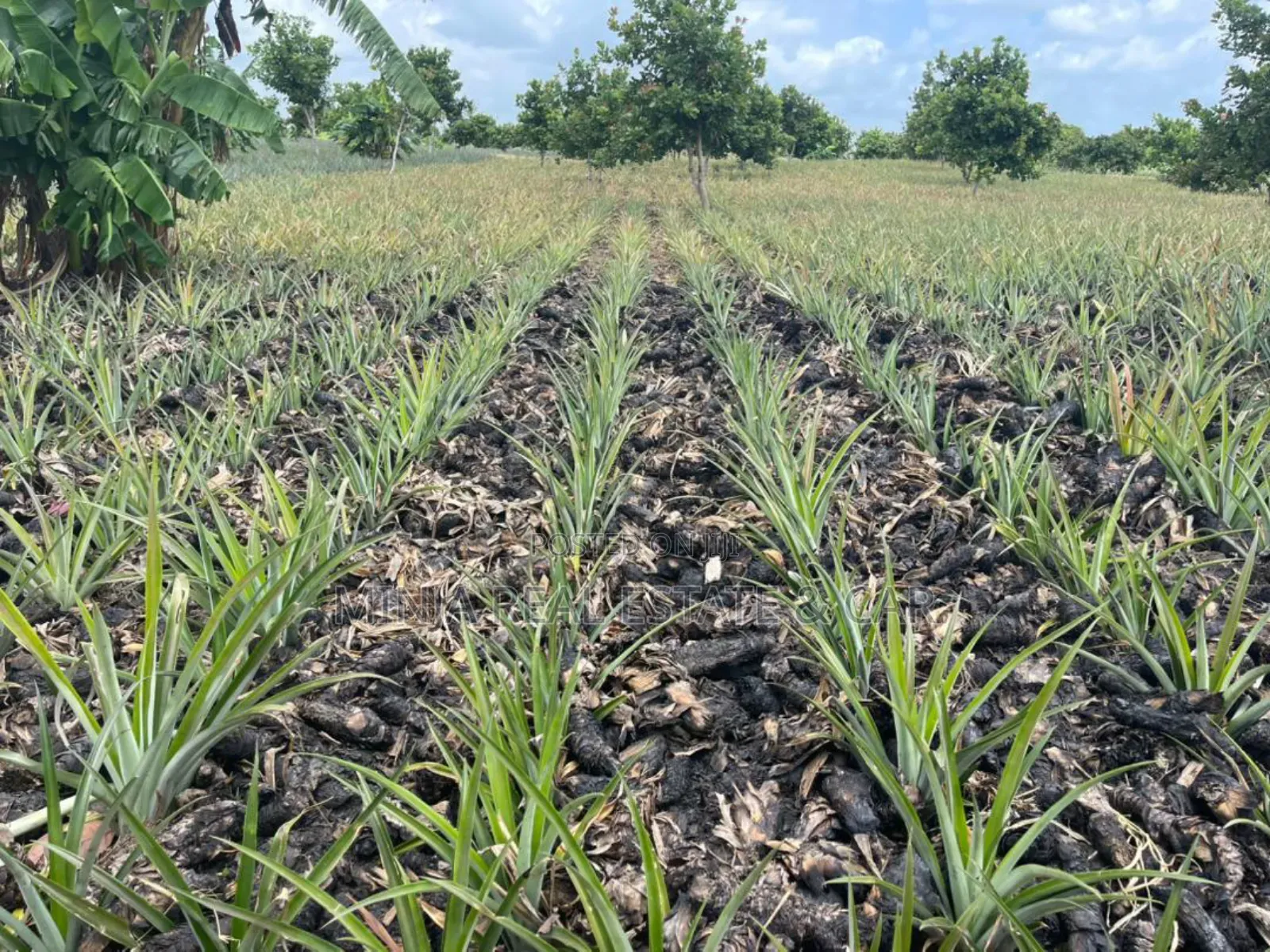 Shamba La Mananasi Linauzwa Heka 5 Kiwangwa