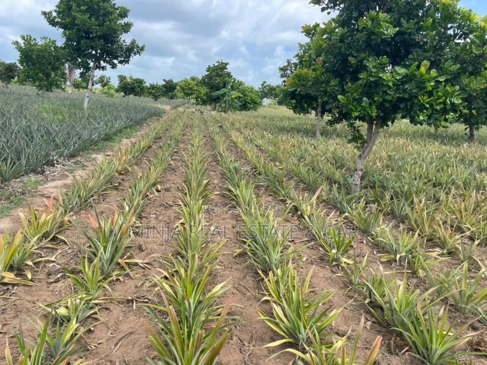 Shamba La Mananasi Linauzwa Heka 5 Kiwangwa