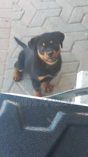 1-3 months Male Purebred Rottweiler