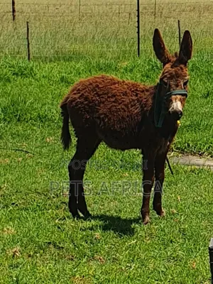 Miniature Donkey Available